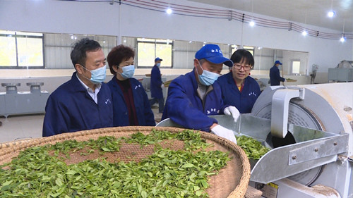 白石千車嶺茶業公司黃茶入選國家農業標準化試點示范項目，引領茶葉加工新高度