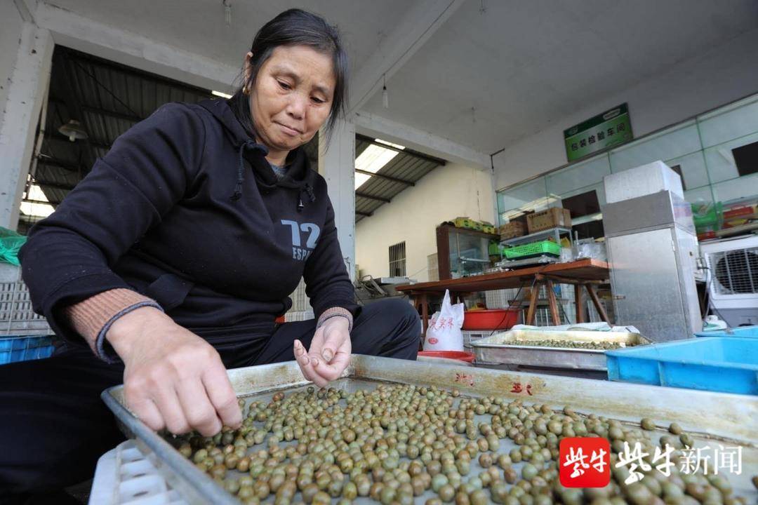 借長三角東風，天長“茶葉加工”跑出加速度