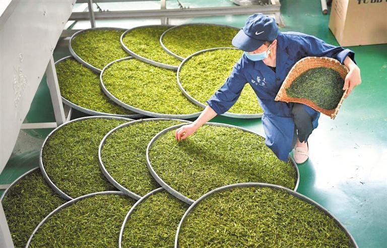 匠心揉捻·翠出新綠——探訪雷山銀球茶加工技藝
